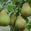 Lei-Peer (Pyrus Communis 'Beurre Hardy') -Groene Wereld pyrus communis beurr hardy 1