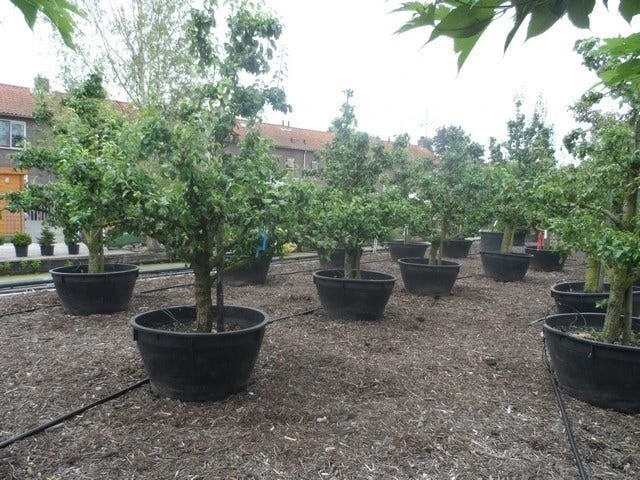 Wilde Perenboom (Pyrus Communis) 15 Wilde Perenboom (Pyrus Communis) - Afbeelding 13