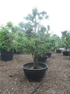 Wilde Perenboom (Pyrus Communis) 28 Wilde Perenboom (Pyrus Communis) -Groene Wereld pyrus communis eetpeer in soorten oude vormboom c500 2