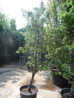 Perenboom (Pyrus Communis 'Gieser Wildeman') -Groene Wereld pyrus communis gieser wildeman 250 300 c150 1