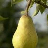 Perenboom (Pyrus Communis 'Williams') -Groene Wereld pyrus communis williams