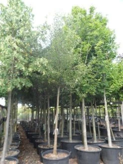 Perenboom (Pyrus Communis 'Gieser Wildeman') -Groene Wereld pyrus communis williams 18 20ho c160 2