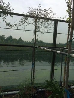 Treursierpeer (Pyrus Salicifolia 'Pendula') -Groene Wereld pyrus sal. pendula 12 14cm 1 2