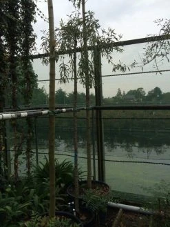 Treursierpeer (Pyrus Salicifolia 'Pendula') -Groene Wereld pyrus sal. pendula 12 14cm 2 2