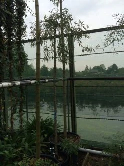 Treursierpeer (Pyrus Salicifolia 'Pendula') 30 Treursierpeer (Pyrus Salicifolia 'Pendula') -Groene Wereld pyrus sal pendula 1 1