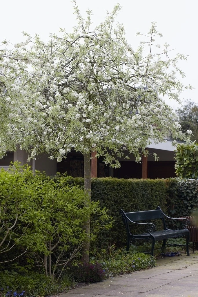 Treursierpeer (Pyrus Salicifolia 'Pendula') 8 Treursierpeer (Pyrus Salicifolia 'Pendula') - Afbeelding 6