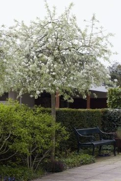 Treursierpeer (Pyrus Salicifolia 'Pendula') -Groene Wereld pyrus salicifolia pendula 2