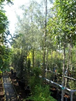 Treursierpeer (Pyrus Salicifolia 'Pendula') 27 Treursierpeer (Pyrus Salicifolia 'Pendula') -Groene Wereld pyrus salicifolia pendula 12 14 16ho doorgaande kop 1