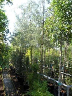 Treursierpeer (Pyrus Salicifolia 'Pendula') -Groene Wereld pyrus salicifolia pendula 12 14 16ho doorgaande kop 1