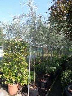 Treursierpeer (Pyrus Salicifolia 'Pendula') -Groene Wereld pyrus salicifolia pendula 8 10ho c25