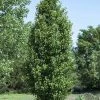 Chinese Sierpeer (Pyrus Calleryana 'Chanticleer') -Groene Wereld pyruscalleryana chanticleerv01