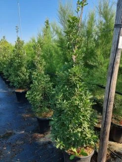 Zuileik (Quercus X Bimundorum 'Crimson Spire') -Groene Wereld quercus crimson spire 175200 cm 1