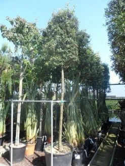 Steeneik Als Boom (Quercus Ilex) -Groene Wereld quercus ilex 16 18 20ho cont. cylindervormig