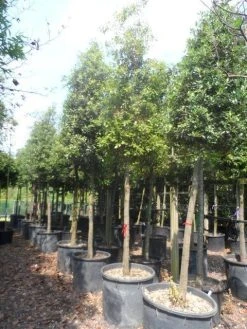 Steeneik Als Boom (Quercus Ilex) -Groene Wereld quercus ilex 20 25ho c200