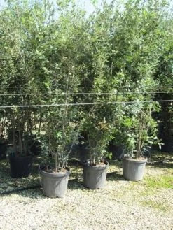 Steeneik Meerstammig (Quercus Ilex) -Groene Wereld quercus ilex 200 250 meerstammig 1
