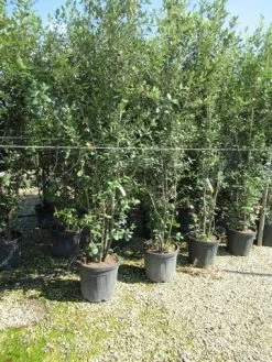 Steeneik Meerstammig (Quercus Ilex) -Groene Wereld quercus ilex 200 250meerstammig 2