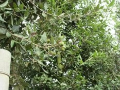 Steeneik Als Boom (Quercus Ilex) -Groene Wereld quercus ilex 2 1