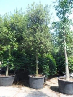 Steeneik Als Boom (Quercus Ilex) -Groene Wereld quercus ilex 30 35 40ho cont