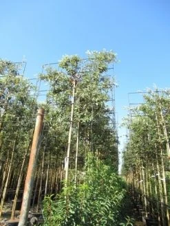 Steeneik Als Leiboom (Quercus Ilex) -Groene Wereld quercus ilex 8 10 leivorm 2