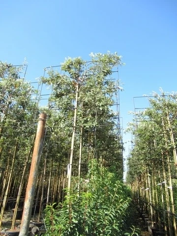 Steeneik Als Leiboom (Quercus Ilex) 9 Steeneik Als Leiboom (Quercus Ilex) - Afbeelding 7