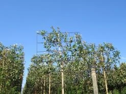 Steeneik Als Leiboom (Quercus Ilex) -Groene Wereld quercus ilex 8 10 leivorm 4 1