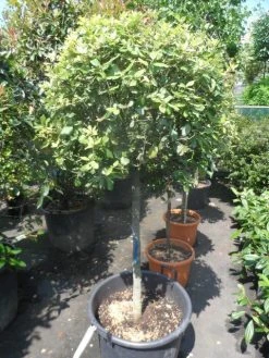 Steeneik Op Stam (Quercus Ilex) -Groene Wereld quercus ilex halfstam c50 bol 1