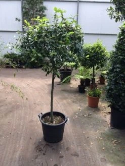 Steeneik Op Stam (Quercus Ilex) -Groene Wereld quercus ilex op 80 cm stam 1 1