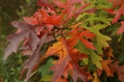 Moeraseik Als Dakboom (Quercus Palustris) -Groene Wereld quercus palustris 2
