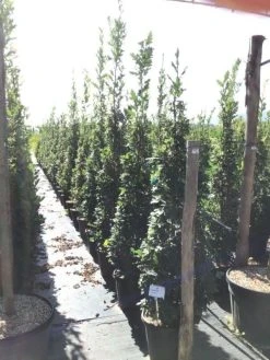 Zomereik Als Zuilboom (Quercus Robur 'Fastigiata') 15 Zomereik Als Zuilboom (Quercus Robur 'Fastigiata') -Groene Wereld quercus robur fastigiata 175 200 c30