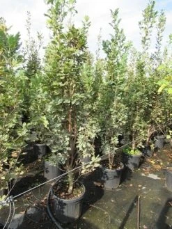 Zomereik Als Zuilboom (Quercus Robur 'Fastigiata') 14 Zomereik Als Zuilboom (Quercus Robur 'Fastigiata') -Groene Wereld quercus robur fastigiata koster 200 250