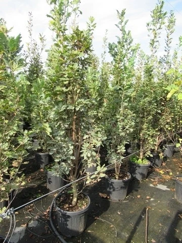 Zomereik Als Zuilboom (Quercus Robur 'Fastigiata') 8 Zomereik Als Zuilboom (Quercus Robur 'Fastigiata') - Afbeelding 6