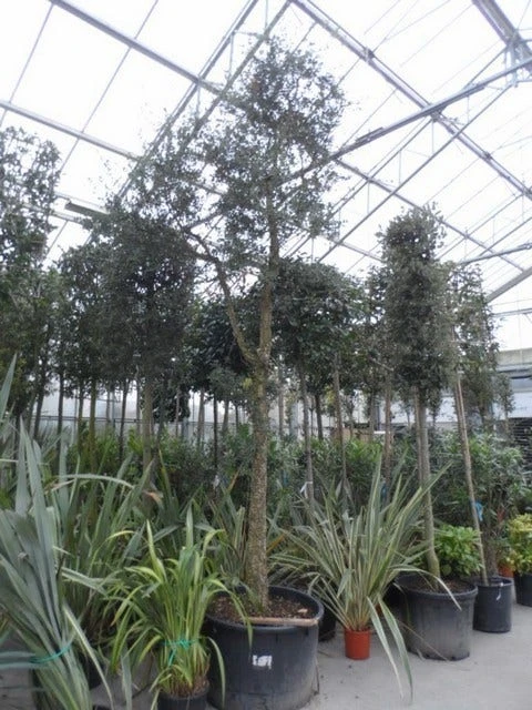 Kurkeik (Quercus Suber) 7 Kurkeik (Quercus Suber) - Afbeelding 5