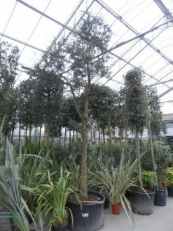 Kurkeik (Quercus Suber) -Groene Wereld quercus suber