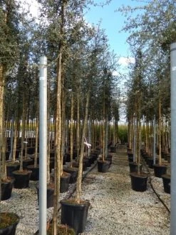 Kurkeik (Quercus Suber) 33 Kurkeik (Quercus Suber) -Groene Wereld quercus suber 10 12 1