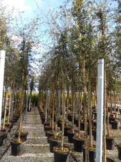 Kurkeik (Quercus Suber) 30 Kurkeik (Quercus Suber) -Groene Wereld quercus suber 10 12 2 1