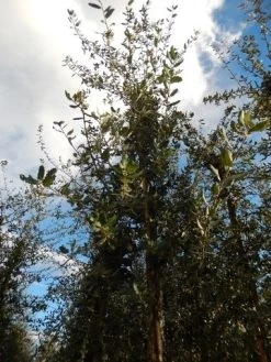 Kurkeik (Quercus Suber) 29 Kurkeik (Quercus Suber) -Groene Wereld quercus suber 10 12 3 1