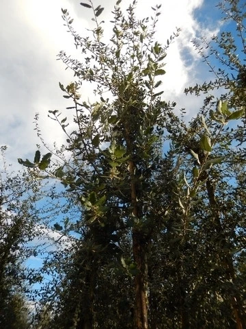 Kurkeik (Quercus Suber) 14 Kurkeik (Quercus Suber) - Afbeelding 12