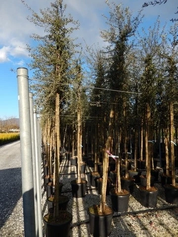 Kurkeik (Quercus Suber) 16 Kurkeik (Quercus Suber) - Afbeelding 14