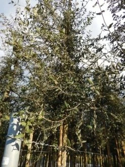 Kurkeik (Quercus Suber) 32 Kurkeik (Quercus Suber) -Groene Wereld quercus suber 10 12 6 1