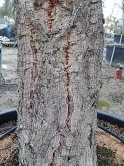 Kurkeik (Quercus Suber) -Groene Wereld quercus suber 2 1 1