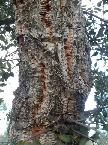 Kurkeik (Quercus Suber) 9 Kurkeik (Quercus Suber) - Afbeelding 7