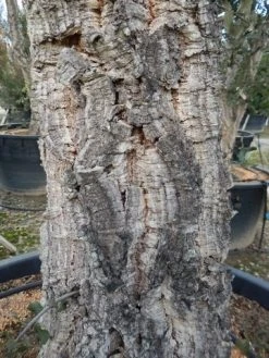 Kurkeik (Quercus Suber) 27 Kurkeik (Quercus Suber) -Groene Wereld quercus suber 3 1 1 1