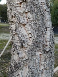 Kurkeik (Quercus Suber) 25 Kurkeik (Quercus Suber) -Groene Wereld quercus suber 3 2 1