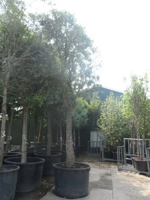 Kurkeik (Quercus Suber) 8 Kurkeik (Quercus Suber) - Afbeelding 6