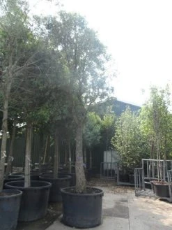 Kurkeik (Quercus Suber) -Groene Wereld quercus suber 50 60 ho c750