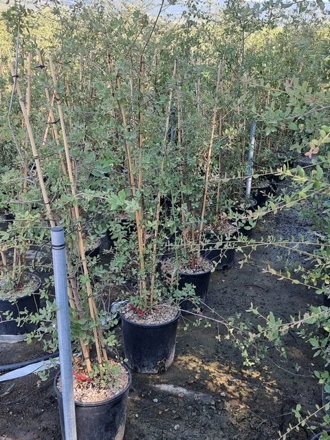 Kurkeik Meerstammig (Quercus Suber) 20 Kurkeik Meerstammig (Quercus Suber) - Afbeelding 18