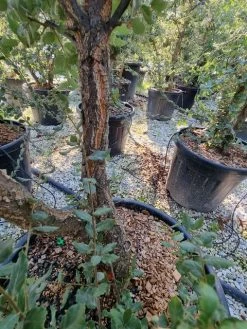 Kurkeik Meerstammig (Quercus Suber) 35 Kurkeik Meerstammig (Quercus Suber) -Groene Wereld quercus suber meerstammig 1 1