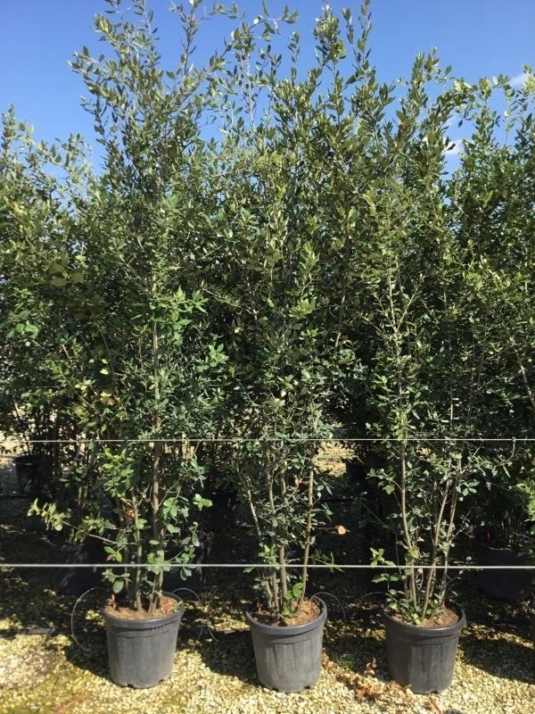 Kurkeik Meerstammig (Quercus Suber) 13 Kurkeik Meerstammig (Quercus Suber) - Afbeelding 11