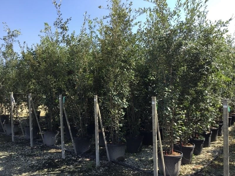 Kurkeik Meerstammig (Quercus Suber) 12 Kurkeik Meerstammig (Quercus Suber) - Afbeelding 10