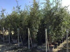 Kurkeik Meerstammig (Quercus Suber) -Groene Wereld quercus suber meerstammig 250 300 cm 2